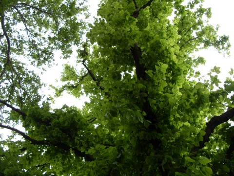 Flemington trees