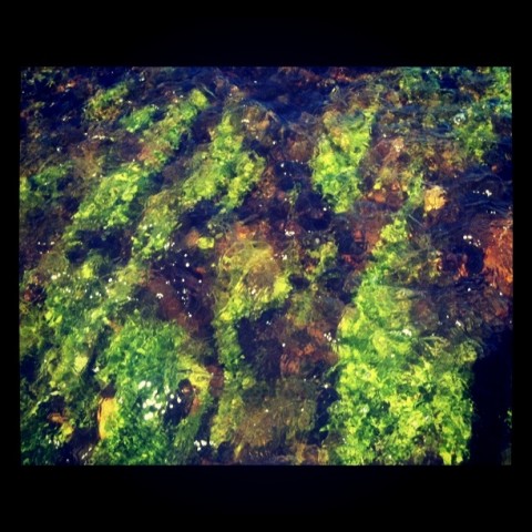 river weed