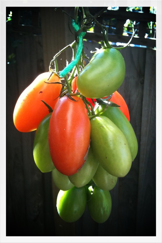 tomatos hanging