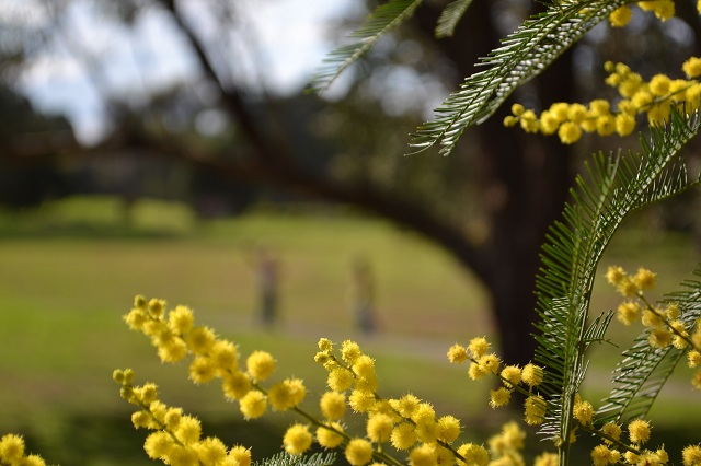 wattle