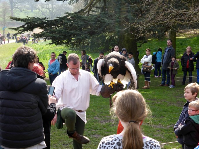 bird show