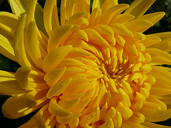 chrysanthemum