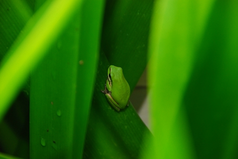 green frog