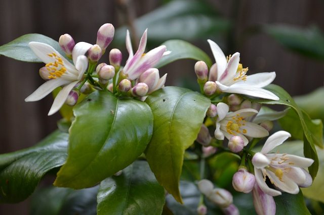 lemon flowers