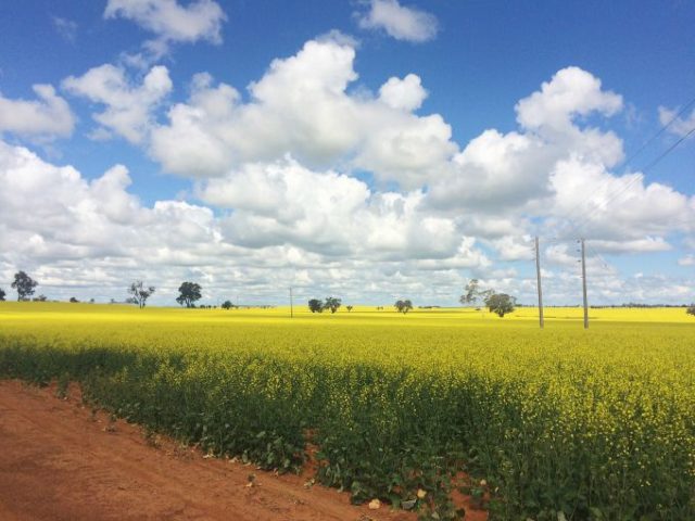 canola fields