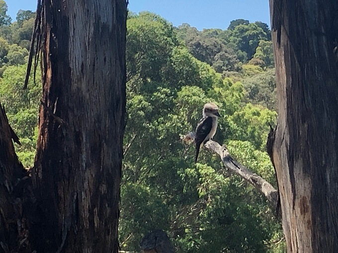 kookaburra in tree