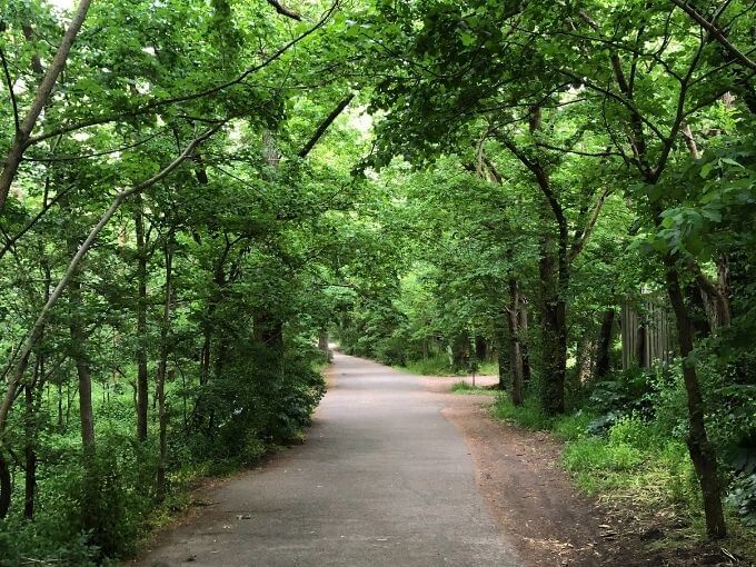 walking path with green trees